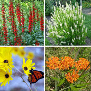 Top Left: Cardinal Flower, Top Right: Sweet Pepperbush, Bottom Left: Swamp Sunflower, Bottom Right: Butterfly Milkweed